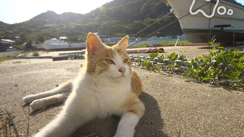Still image for Mitsuaki Iwago's World “Cats” Travelogue season 1 episode 94: Fukuoka - Genkai Sea and Hibiki Sea - Still image for Mitsuaki Iwago's World “Cats” Travelogue season 1 episode 94: Fukuoka - Genkai Sea and Hibiki Sea -