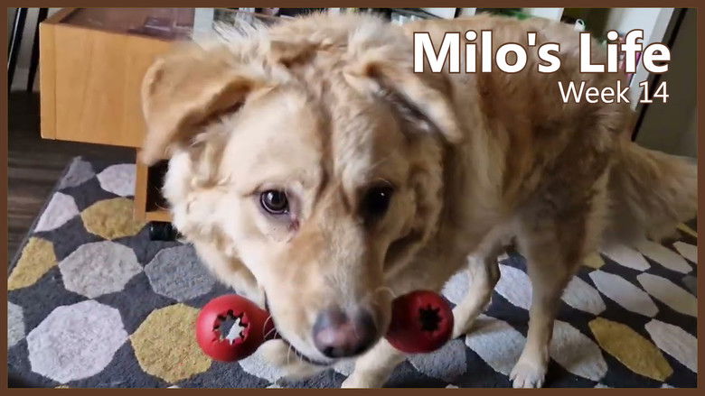 Still image for Milo's Life season 1 episode 14: The Cone of Shame | Week 14 Still image for Milo's Life season 1 episode 14: The Cone of Shame | Week 14