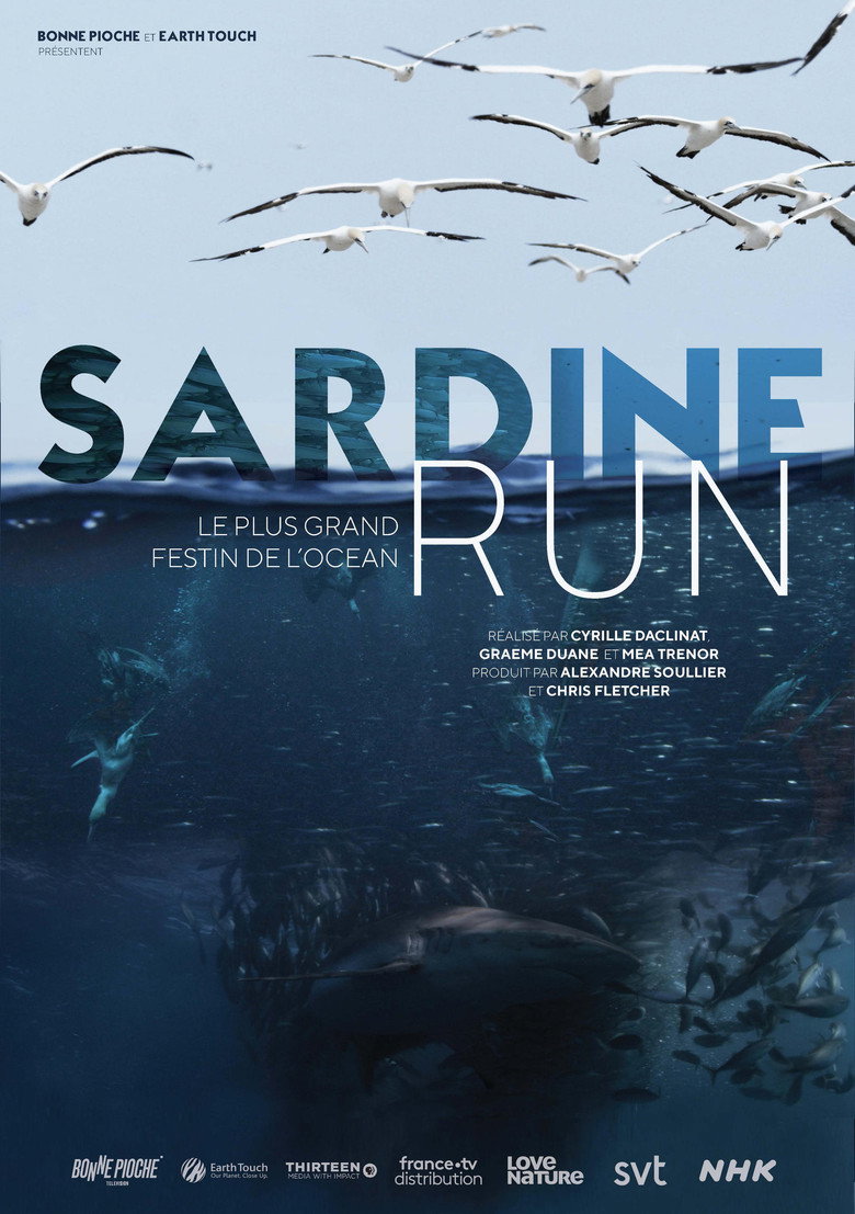 Affiche de SARDINE RUN, LE PLUS GRAND FESTIN DE L'OCÉAN