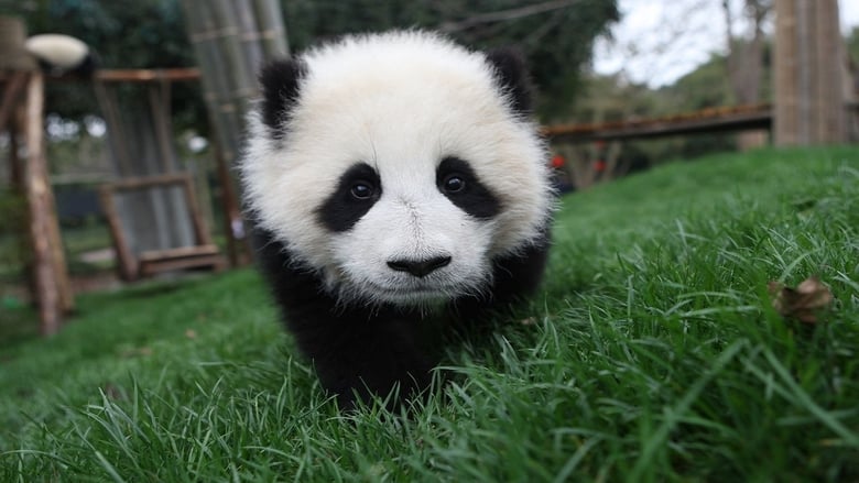Der kleine Panda - Tagebuch eines Bärenkindes movie poster
