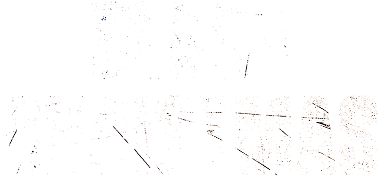 Imagen de Negra Navidad