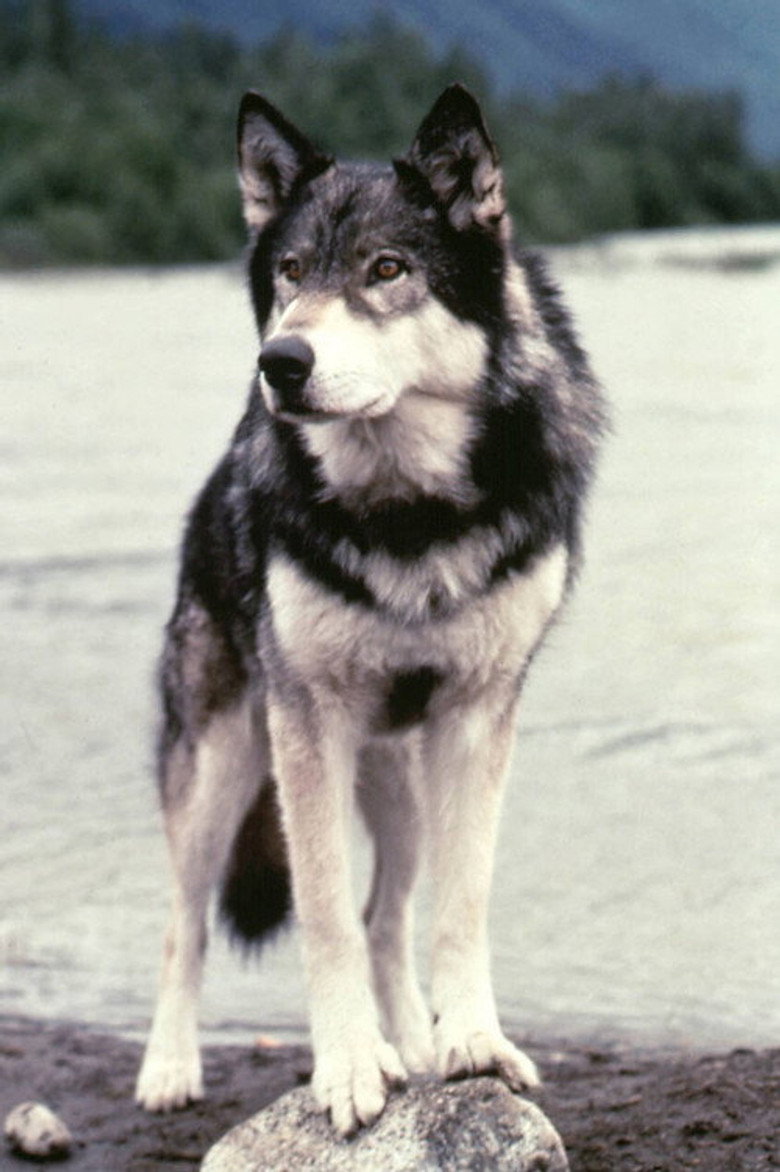 Jed the Wolfdog photo 1