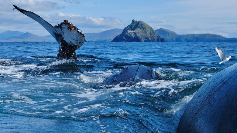 Still image for Ireland's Wild Islands season 1 episode 3: Echoes of the Past