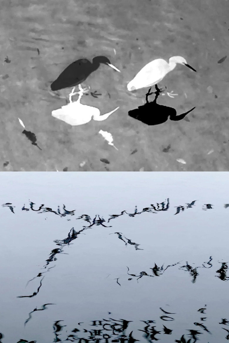 Animal Studies (Egret / Seagull Reflection / Midges / Spider / Swans in a Line)