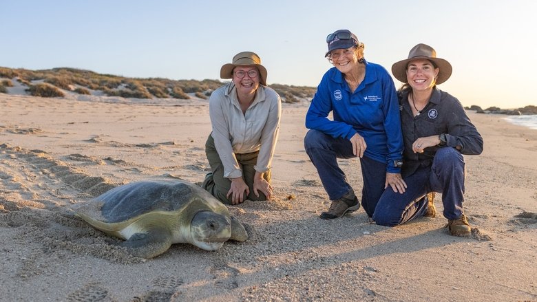 Still image for Dr Ann's Secret Lives season 1 episode 4: Turtles Still image for Dr Ann's Secret Lives season 1 episode 4: Turtles