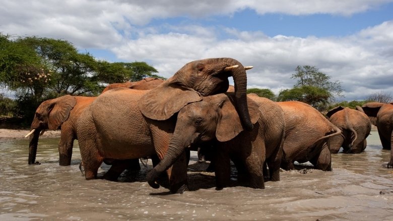 Fotos de Daphne Sheldrick en Nacidos para ser libres Daphne Sheldrick en Nacidos para ser libres