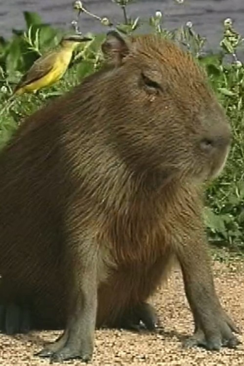 Imatge de The Giant Capybara