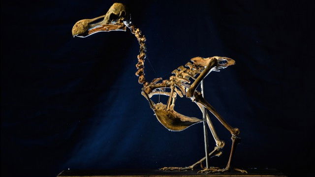 Still image for The National Geographic Guide to Birding in North America season 1 episode 2: Basic Bird Anatomy