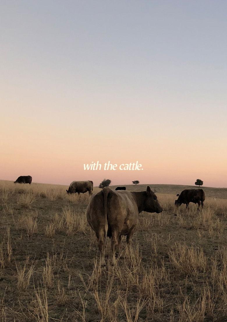 Imatge de With the Cattle