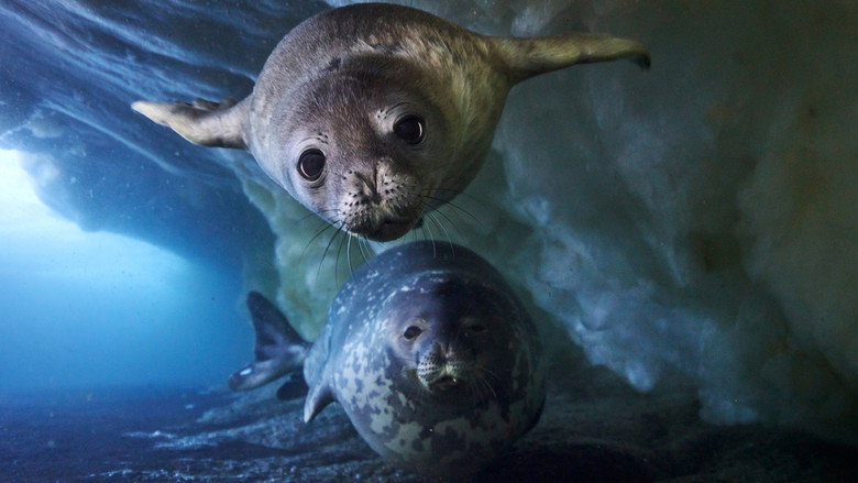 Still from Frozen Planet II - Season 1 Episode 4