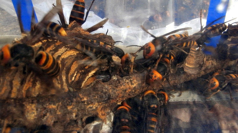 Killer Hornets from Hell galeri 3