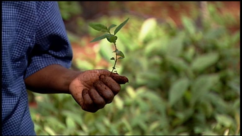 Taking Root: The Vision of Wangari Maathai movie poster