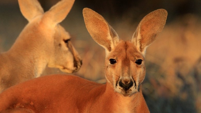 Big Red: The Kangaroo King movie poster