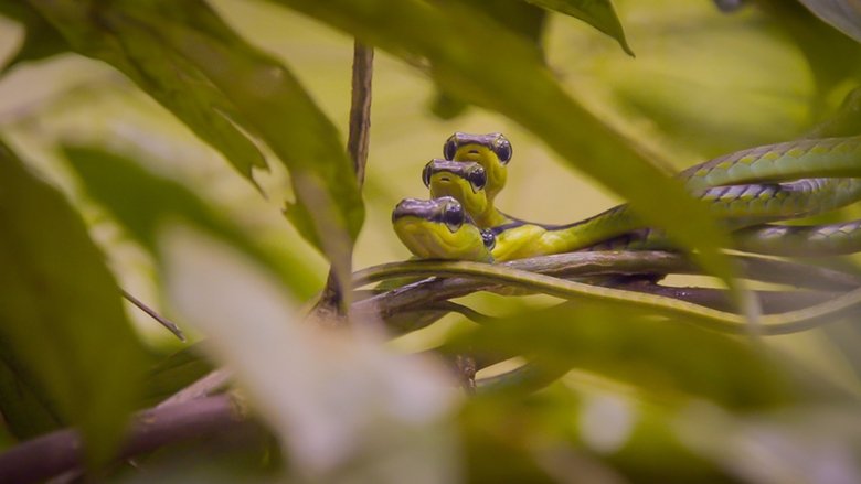 Still image for Wild City season 1 episode 4: Forest Life Still image for Wild City season 1 episode 4: Forest Life