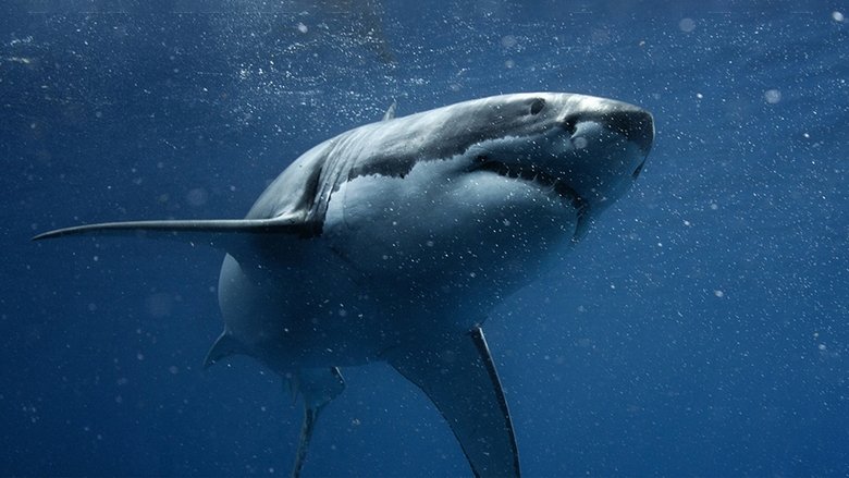 Shark vs. Tuna (2018)