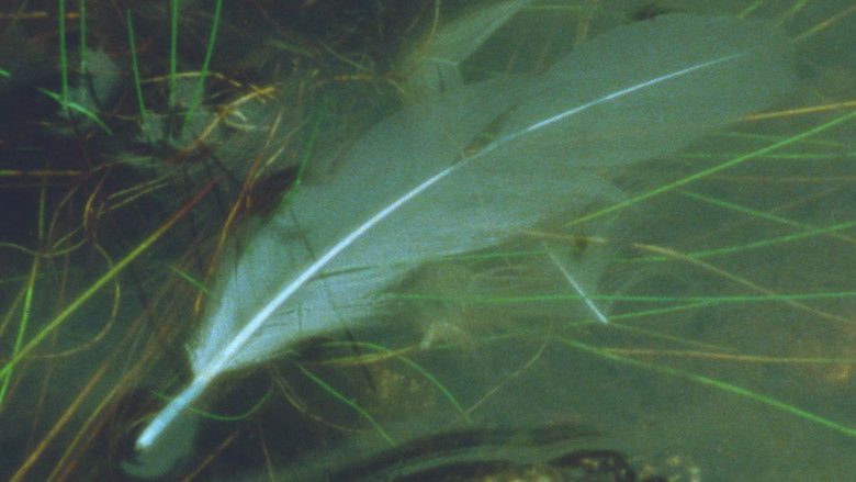 Imatge de The Night Country