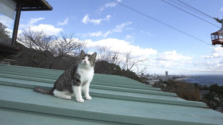 Still image for Mitsuaki Iwago's World “Cats” Travelogue season 1 episode 109: Kobe Still image for Mitsuaki Iwago's World “Cats” Travelogue season 1 episode 109: Kobe