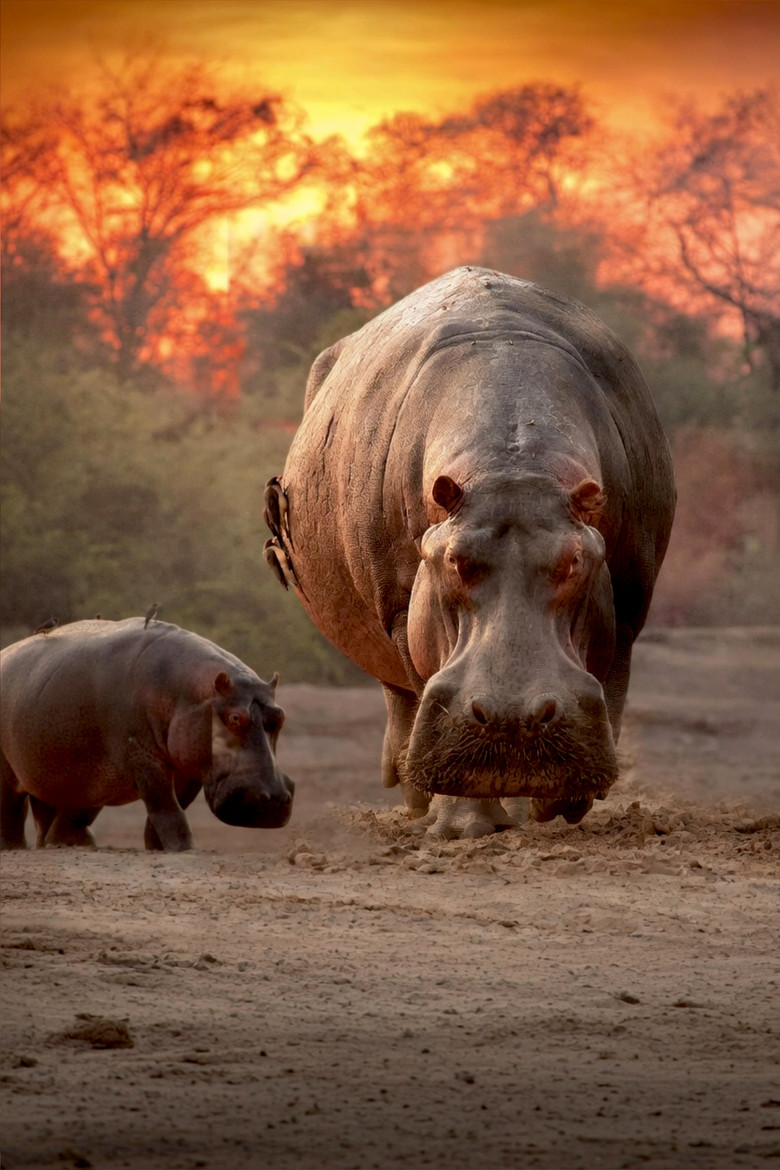 Imatge de Hippo King