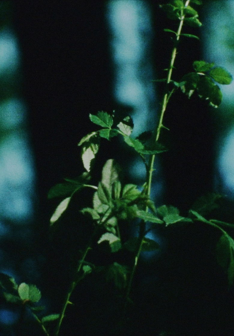 Imatge de under the flower moon