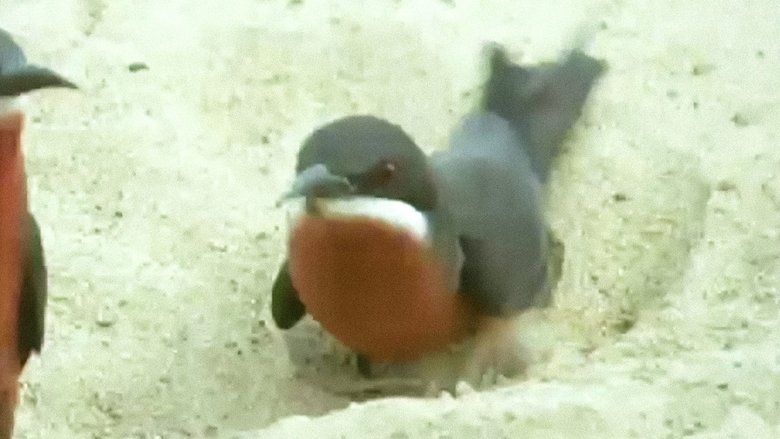 Still image for Trials of Life season 1 episode 6: Home Making Still image for Trials of Life season 1 episode 6: Home Making