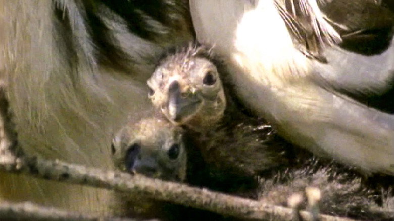 Still from The Life of Birds - Season 1 Episode 1