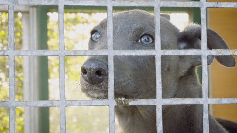 Going to the Dogs (2025)