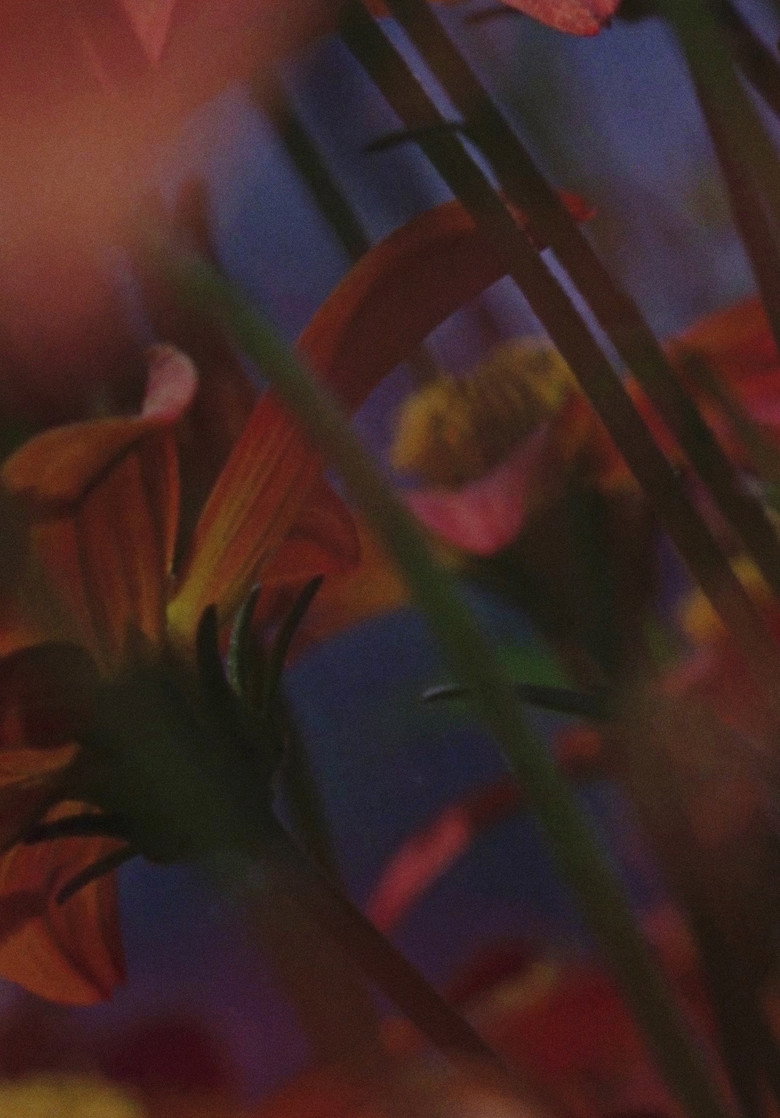Imatge de Flowerbed