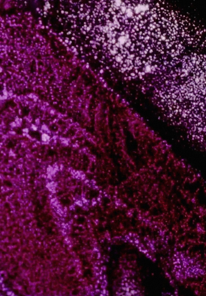 Imatge de Instabile Materie