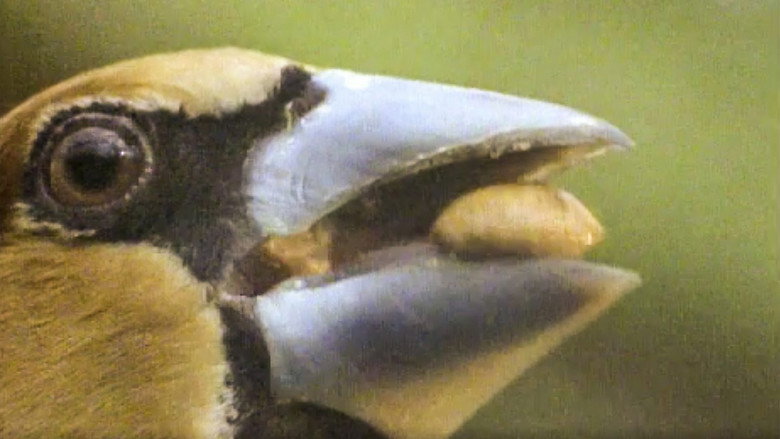 Still from The Life of Birds - Season 1 Episode 3