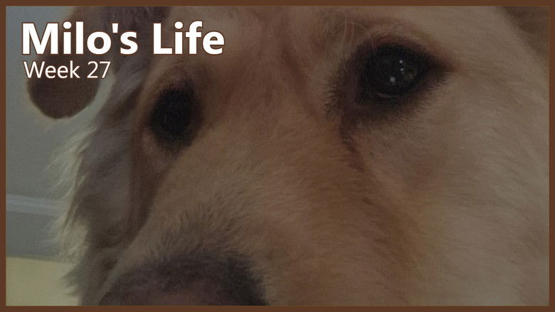 Still image for Milo's Life season 1 episode 27: Lazy Week | Week 27 Still image for Milo's Life season 1 episode 27: Lazy Week | Week 27