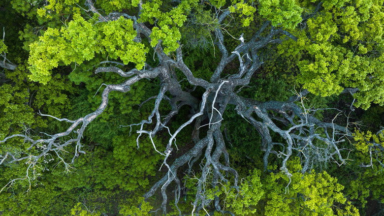 Frame from Wild Delta