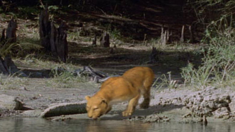 Still image for Wild New World season 1 episode 3: Ice Age Oasis Still image for Wild New World season 1 episode 3: Ice Age Oasis