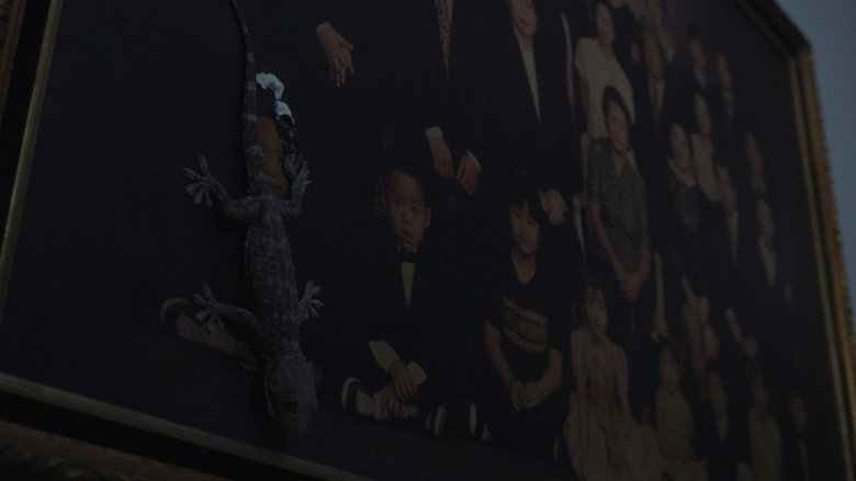 Gecko: sahne