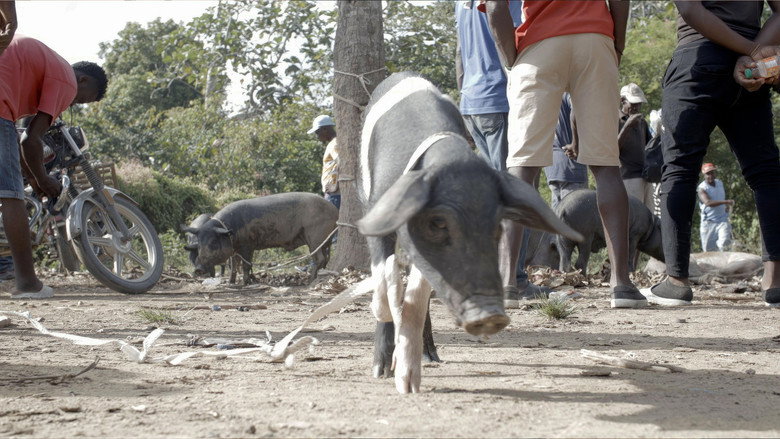 The Creole Pig: Haiti's Great Loss Photo 1