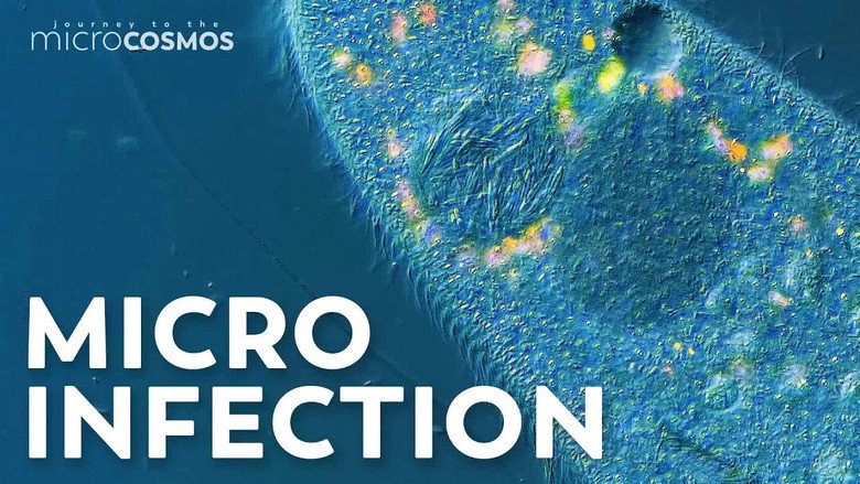 Our Paramecia Are Infected