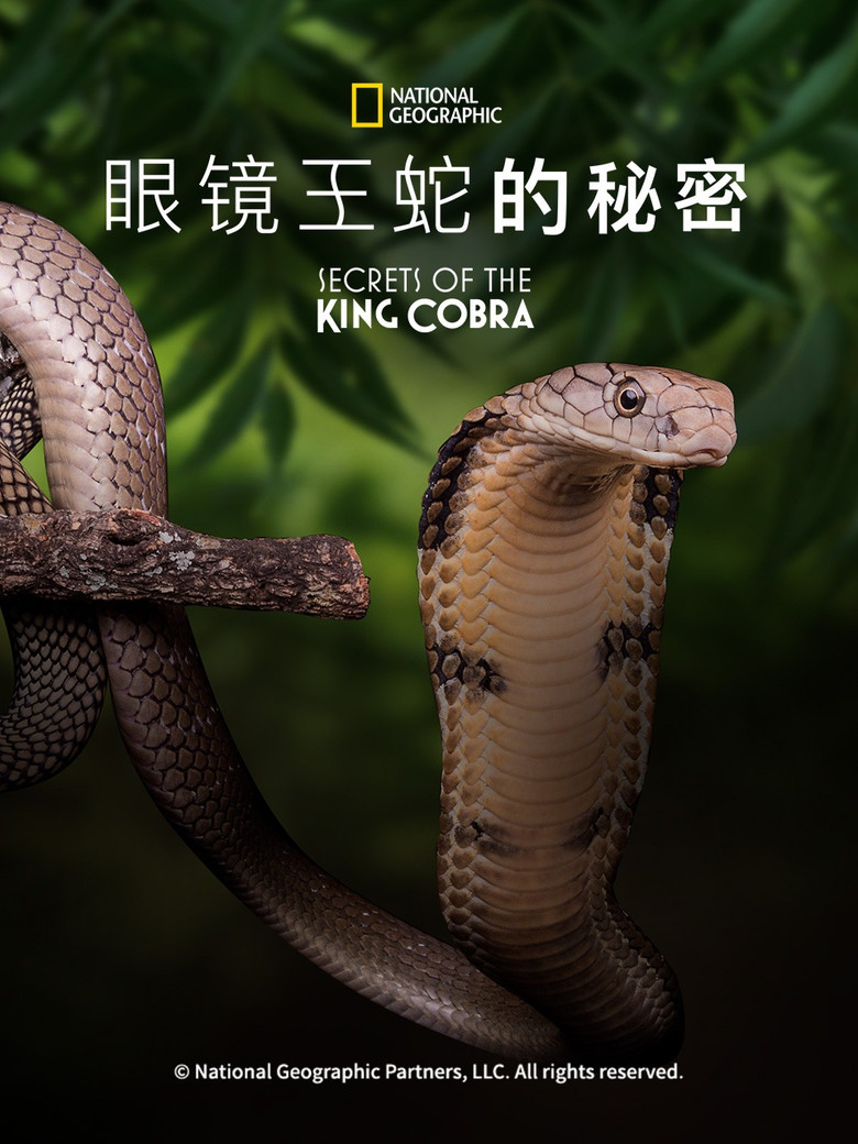 眼镜王蛇的秘密 (2010)-光鸭·臻影社