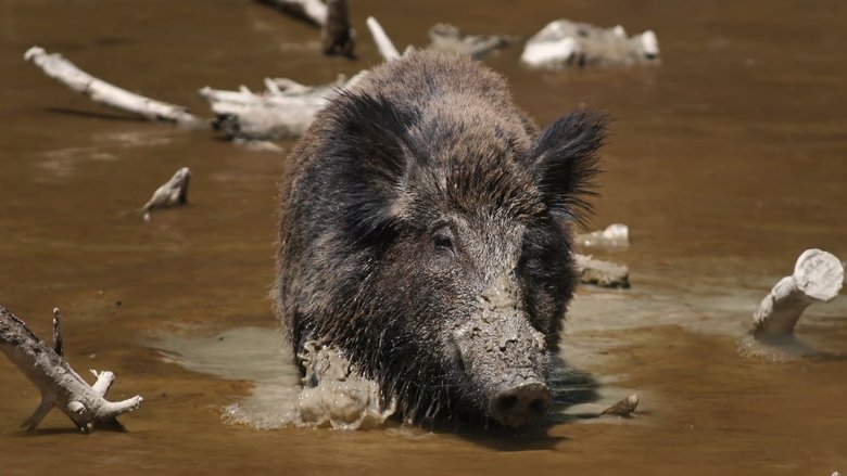 Uzlíky na jazyku Sezóna 1 Epizoda 98 bombuj