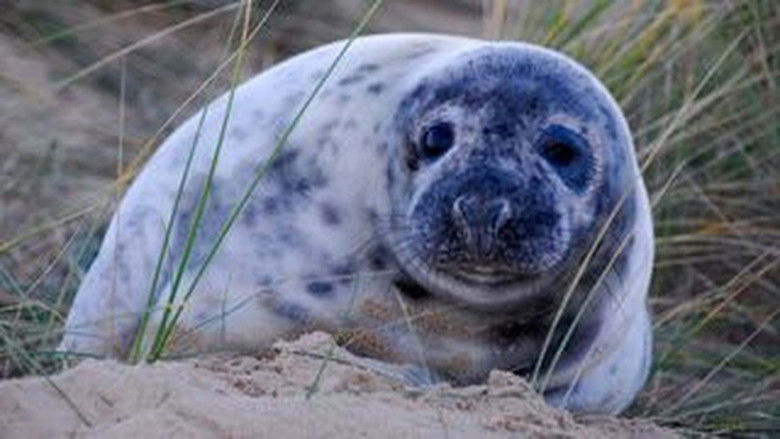 Still image for Wild Britain season 1 episode 3: Coasts Still image for Wild Britain season 1 episode 3: Coasts