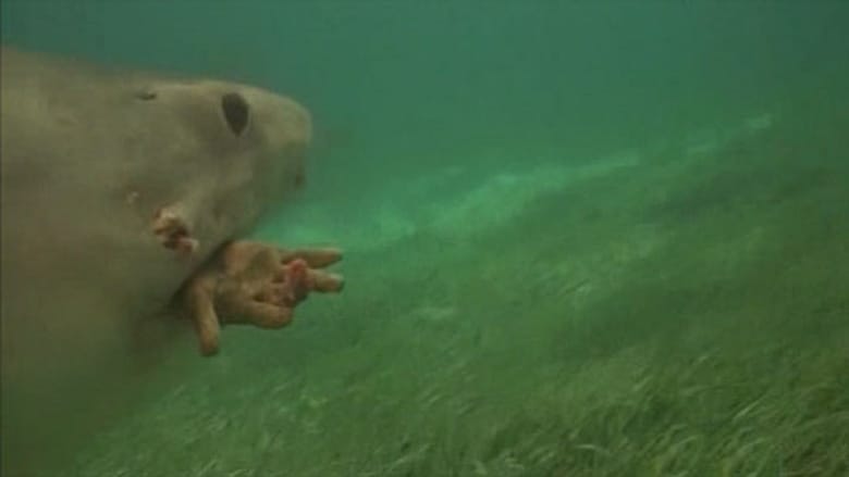 Schauen Bermudas: la cueva de los tiburones On-line Streaming