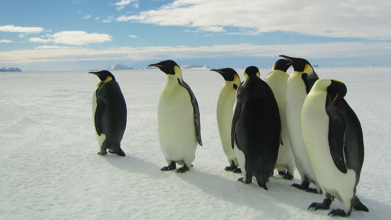 March of the Penguins Collection