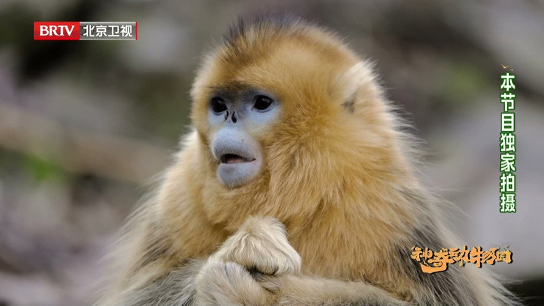 神奇动物园: 1×1