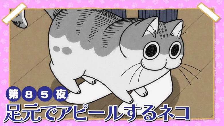 Still image for Nights with a Cat season 1 episode 85: Night 85: A Cat Seeking Attention at the Feet