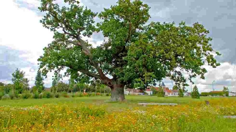 Trees, a Global Superpower (2020)