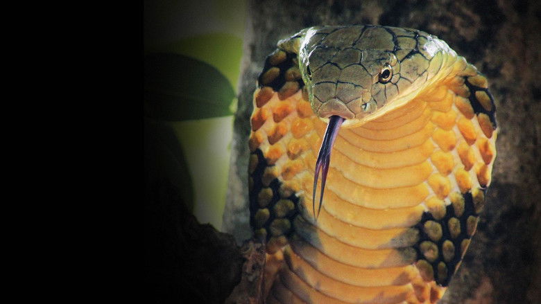 Imatge de Cobra King