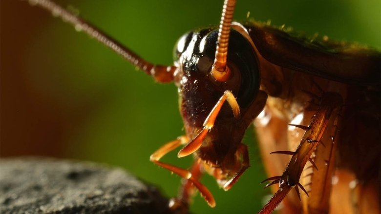 Micro Mostri con David Attenborough