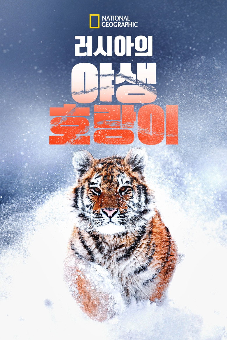 러시아의 야생 호랑이(Russia's Wild Tiger) poster