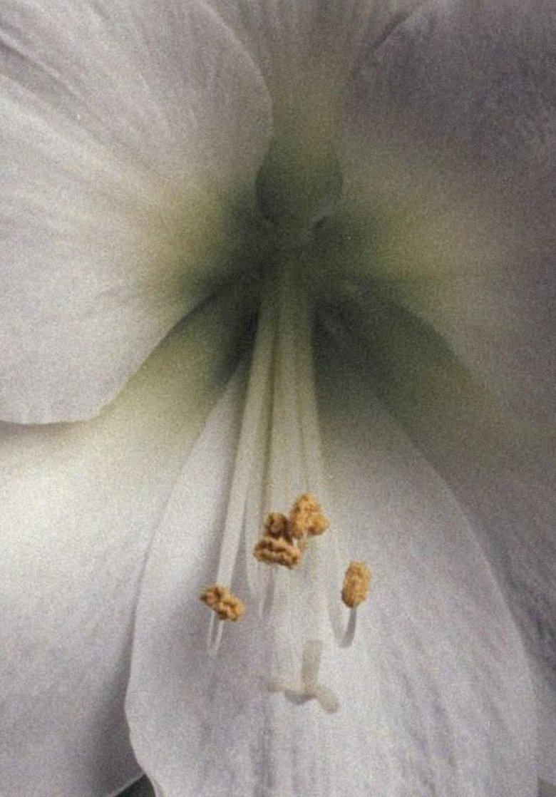 Amaryllis - A Study main poster