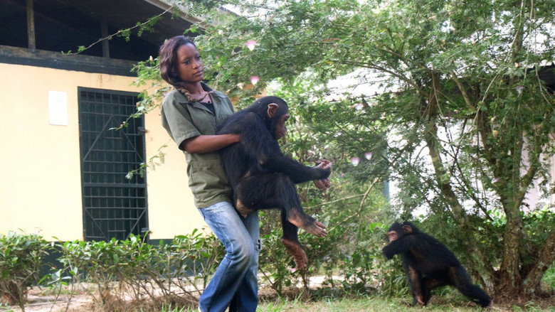 Imatge de Schimpansen im Kongo mit Jane Goodall