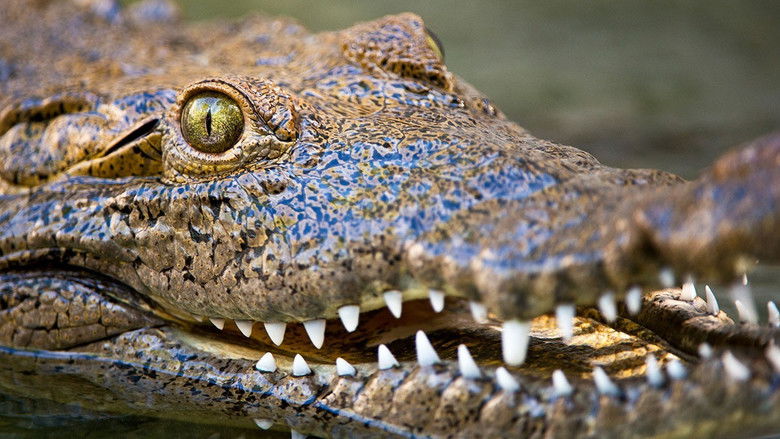 Still image for Wild Florida season 1 episode 1: Gator Country