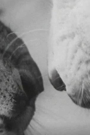 Animal Antics (1950)